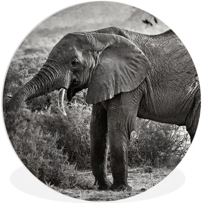 Produktbild von MuchoWow® Rundes Wandbild - Runde Bilder Elefant - Tiere - Bäume - Schwarz - Weiß Ø 60 cm Kreis Wanddekoration Kunststoff - Wandkreis - Wandschmuck - Wand Kreis - Das Schlafzimmer - Die Bilder - Wandmalerei - Kunst für das Haus - das Plastik