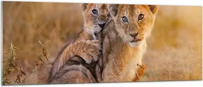 Produktbild von Bilder auf glas - Löwe Natur Tier - 140x50cm - Glasbilder - Wandbilder - Kunstdruck - zum Aufhängen bereit - Wanddekoration aus Glas - Glas Bilder - Wandbild auf Glas - Einteilig - GAB140x50-3480