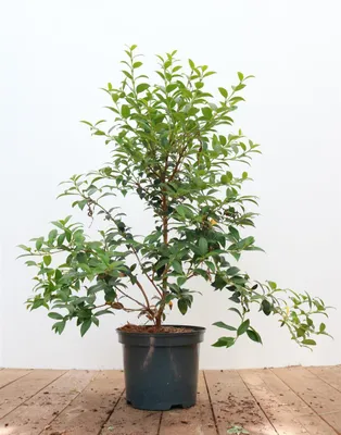 Produktbild von Osmanthus burkwoodii, Duftblüte, immergrün, 30–40 cm