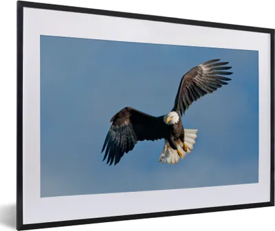 Produktbild von MuchoWow® MuchoWow® Gerahmtes Poster Ein amerikanischer Weißkopfseeadler am blauen Himmel 60x40 cm - Poster mit zchwarzem Bilderrahmen - Schlafzimmer - Plakat in Rahmen - Drucken