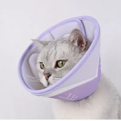 Produktbild von INF Halsband für Hunde und Katzen – verstellbare Passform S