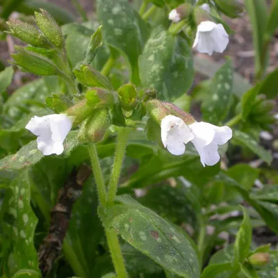 Produktbild von 6 x Lungenkraut - Pulmonaria officinalis 'Sissinghurst White' | Topf 9cm x 9cm