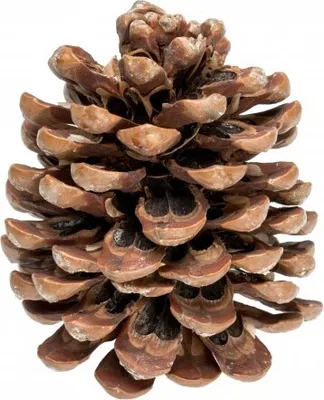 Produktbild von Pinienzapfen, Größe 8-12cm, 1 Stück | Pinus pinea