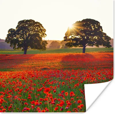 Produktbild von MuchoWow® Poster Ein Mohnfeld mit zwei großen Bäumen 30x30 cm - Wandposter - Printing