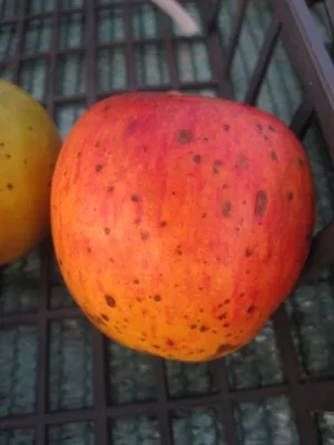 Produktbild von Malus Lavanttaler Bananenapfel - Winterapfel Lavanttaler Bananenapfel