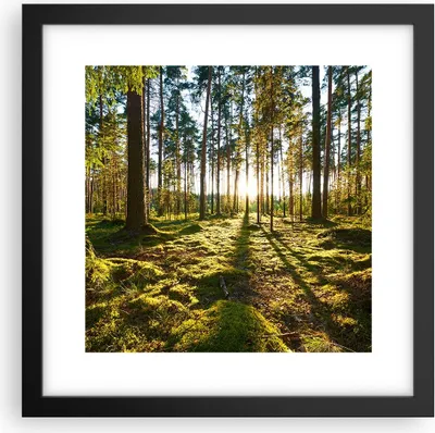 Produktbild von Gerahmtes Poster - Schwarzer Rahmen - Wald Baum Natur - 30x30 cm - Wand Bild - Wanddeko - Wandbilder - Kunstposter - Wandposter - Bilderrahmen - Bilder - Kunstdruck - Wandbild - P2BAC30x30-3724