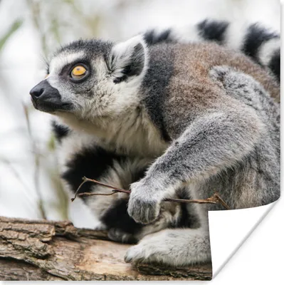 Produktbild von MuchoWow® Poster Affe - Baum - Ringelschwanzlemur 50x50 cm - Wohnzimmerdekoration