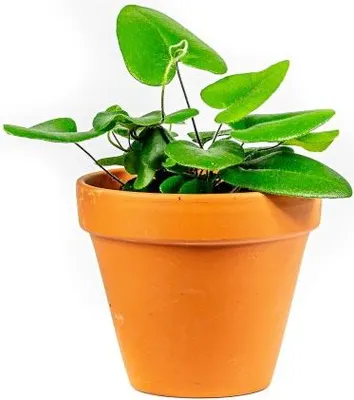 Obrázek produktu pro Gardners Hemionitis Arifolia, průměr 6-7 cm