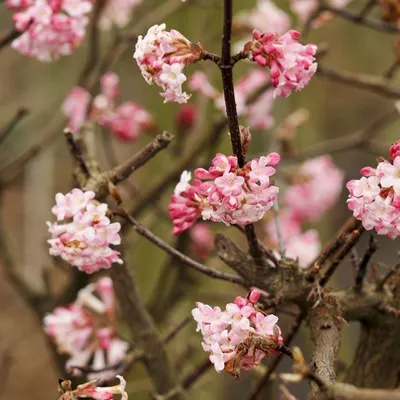 Obrázok produktu pre 2 x  zimný guľôčkový ker  - Viburnum bodnantense 'Charles Lamont'  | 50-60 cm v kontajneri