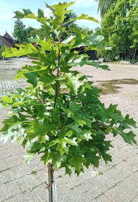 Produktbild von Kugelige Sumpfeiche Quercus palustris Green Dwarf Hochstamm 80 cm