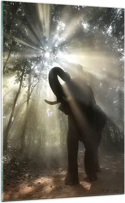 Produktbild von Bilder auf glas - Einteilig - Elefant Dschungel  - 70x100cm - Glasbilder - Wandbilder - Bilder - zum Aufhängen bereit - Wanddekoration aus Glas - Glas Bilder - Wandbild auf Glas - GPA70x100-3835