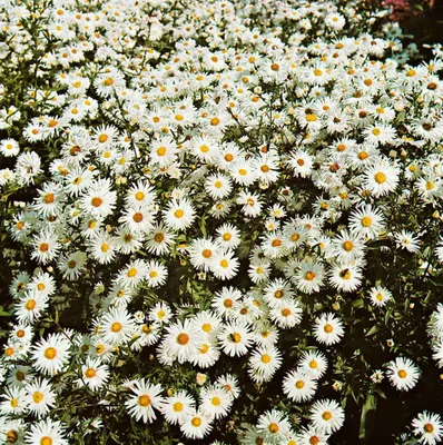 Produktbild von Aster novi-belgii 'Schneeberg', Herbstaster, weiß, ca. 9x9 cm Topf