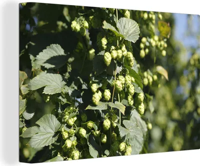 Produktbild von OneMillionCanvasses® - Leinwandbilder - 150x100 cm, Der Hopfen mit zierlichen erwachsenen Blütenzapfen, Wandbilder Kunstdruck Wanddekoration
