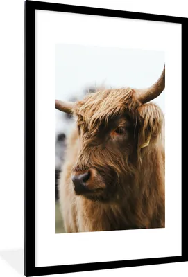 Produktbild von MuchoWow® Gerahmtes Poster Schottischer Highlander - Tiere - Hörner 60x90 cm - Poster mit Schwarzem Bilderrahmen Wandposter Rahmen Foto Bilder - Dekoration - Wandposter Wohnzimmer - Hochwertig