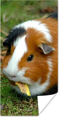 Produktbild von MuchoWow® Poster Meerschweinchen draußen 20x40 cm - Plakat - Foto