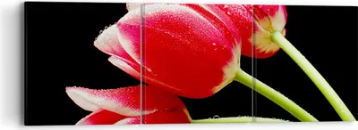 Produktbild von Bild auf Leinwand - Leinwandbild - Tulpe garten blume blumenstrauß - 90x30cm - Wand Bild - Wanddeko - Leinwanddruck - Bilder - Kunstdruck - Wanddekoration - Leinwand bilder - Wandkunst - CA90x30-1494