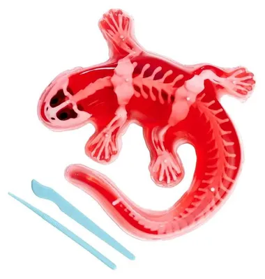 Produktbild von Scout Dissect-It Salamander