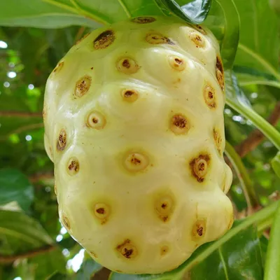 Image de Noni (Morinda citrifolia) - 10 graines