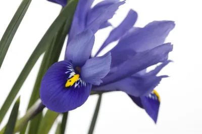 Produktbild von Iris versicolor, Blauflagge, violett, ca. 9x9 cm Topf