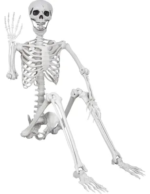Productafbeelding van 180 cm - Levensgroot skelet - Halloween - Poseerbaar full-body skelet met beweegbare gewrichten