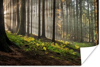 Produktbild von MuchoWow® Poster Sonne - Äste - Bäume - Wald - Natur 120x80 cm - Bilder