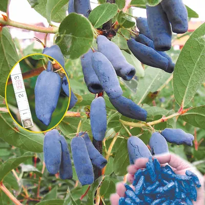 Produktbild von Bakker.com - Maibeere, Der topf / Ø 9cm