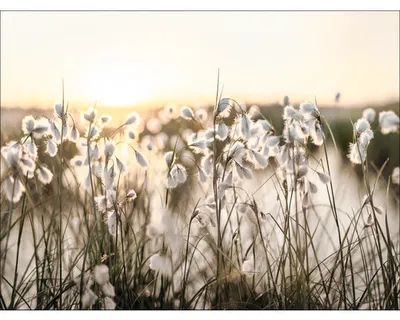 Produktbild von Leinwandbild Field Flowers In The Sun III 116x84 cm
