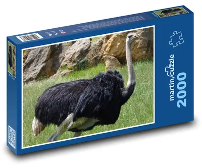 Zdjęcie produktu dla Puzzle 2000 Struś na łące - martinpuzzle