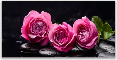 Produktbild von Tulup Leinwand-Bilder 120x60 Wandbild Canvas Kunstdruck Rosen Steine Pflanzen