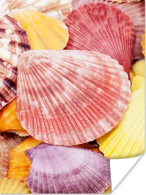 Produktbild von MuchoWow® Poster Muscheln - Rot - Gelb - Strand - Sommer 120x160 cm - Wandbilder