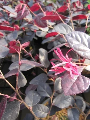 Produktbild von Riemenblüte Rouge de la Majorie - chinesische Randblume - Loropetalum chinense Rouge de la Majorie