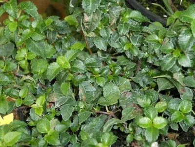 Produktbild von Kletterhortensie Cordifolia - Hydrangea petiolaris - 15-20 cm