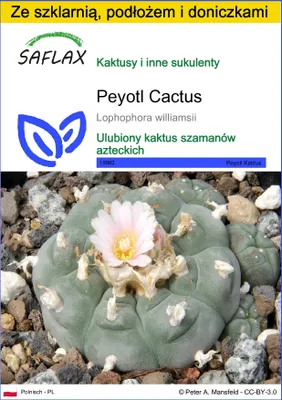 Zdjęcie produktu dla SAFLAX - Zestaw do uprawy - Peyotl Cactus - 20 Nasiona - Z mini szklarnią, podłożem uprawowym i 2 doniczkami - Lophophora williamsii