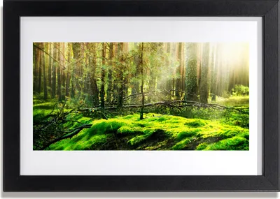 Produktbild von Bild 30x20 MDF-Rahmen Wandkunst Wald Moos Natur