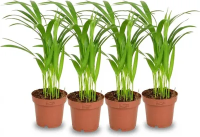 Produktbild von Areca Palme Dypsis Lutescens – 4 Pflanzen – Ø12cm – Höhe ca.40cm – Luftreinigende Zimmerpflanze – Goldfruchtpalme für Wohnraum Büro & Wintergarten