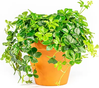 Obrázok produktu pre Gardners Parthenocissus Striata, priemer 12 cm