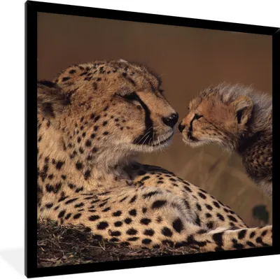 Produktbild von MuchoWow® Gerahmtes Poster Gepardenmutter und Jungtier 40x40 cm - Poster mit Schwarzem Bilderrahmen Wandposter Rahmen Foto Bilder - Mit Rahmen - Wanddekoration Schlafzimmer