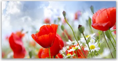 Produktbild von Glasbilder 140x70 Wandbild Druck auf Glas Mohnblumen Gänseblümchen Pflanzen