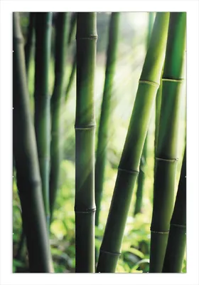 Produktbild von Wallario Wandbild Bambuswald und Sonnenstrahlen, Größe: 61 x 91,5 cm, Poster mit rahmenlosen Bildhalter
