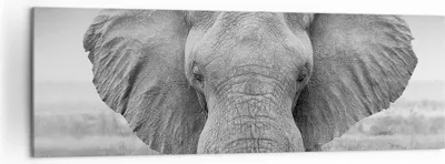 Produktbild von Bild auf Leinwand - Leinwandbild - Einteilig - Elefant Afrika Tier - 160x50cm - Wand Bild - Wanddeko - Wandbilder - Leinwanddruck - Bilder - Wanddekoration - Leinwand bilder - Wandbild - AB160x50-5072
