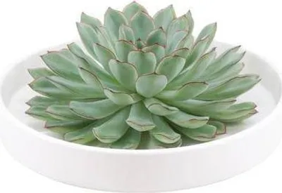 Produktbild von Echeveria pulidonis Rootless Ø20cm Weiße Schale Sukkulente Tischdeko Geschenk