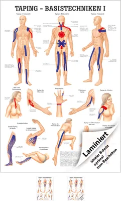 Produktbild von Taping Basistechniken I Mini-Poster Anatomie 34x24 cm medizinische Lehrmittel