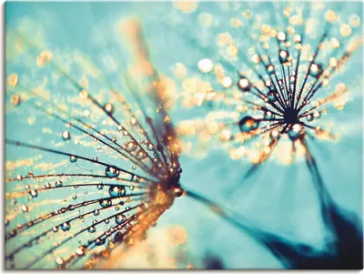 Produktbild von Delgado Julia: Pusteblume aqua, Produkt:Leinwand, Größe:60x80 cm / Leinwand