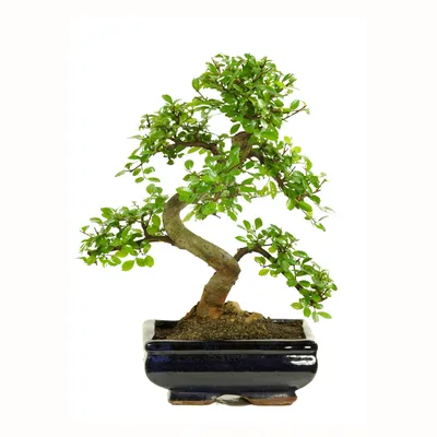 Produktbild von Drzewko Bonsai z Ceramiczną Doniczką - Wiąz Chiński - Ok. 8-9 lat (Rozmiar doniczki 20 cm)