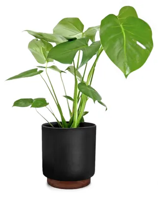 Produktbild von Fox & Fern Blumentopf mit Stopfen, Blumentopf Gross für Innen/Außen, Übertopf UV & Frostbeständig, Polystone-Blumentöpfe Schwarz, Blumentopf 25cm Durchmesser, Großer Pflanzentopf für Zimmerpflanzen