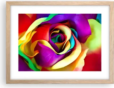 Produktbild von Gerahmtes Poster - Rahmen in heller Eiche - Blume Farbe Rose - 40x30 cm - Wand Bild - Wanddeko - Wandbilder - Kunstposter - Wandposter - Bilderrahmen - Bilder - Kunstdruck - Wandbild - P2NAA40x30-3623