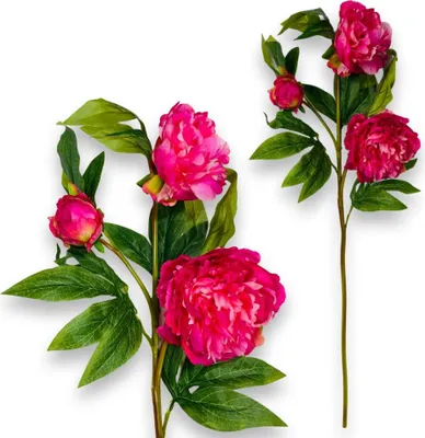 Produktbild von Gummizweig - Dunkelrosa Pfingstrose 80 cm