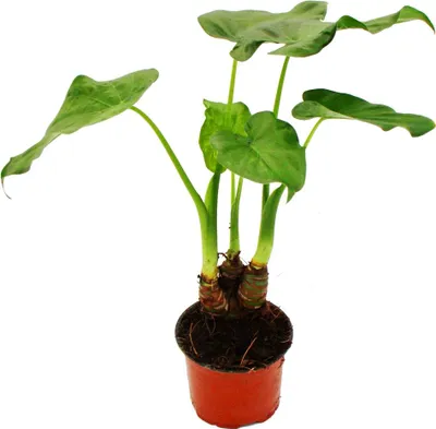 Produktbild von Alocasia cucullata 12 cm – Höhe der Elefantenohrblätter 25–30 cm