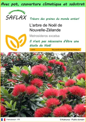 Image de SAFLAX Garden to go - L'arbre de Noël de Nouvelle-Zélande - 300 graines - Metrosideros