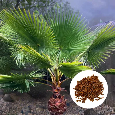 Image de Graines de palmier - Lot de 50 - Croissance rapide - Washingtonia Robusta - Palmier du Mexique